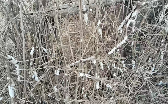 湖北小区病虫害防治地老虎除虫,病虫害防治