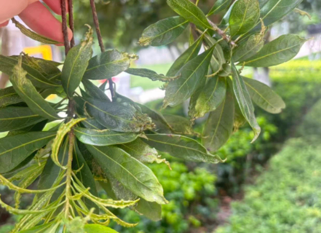 福建结缕草病虫害防治炭疽病处理,病虫害防治