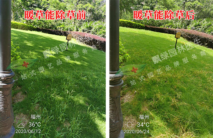 假俭草除草剂碎米莎草清除剂,除草剂
