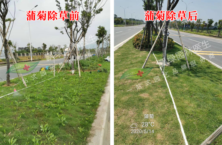 黑麦草除草剂草坪封闭除草药剂,除草剂