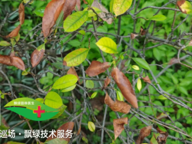 山茶杀菌剂灰斑病防治药剂,杀菌剂