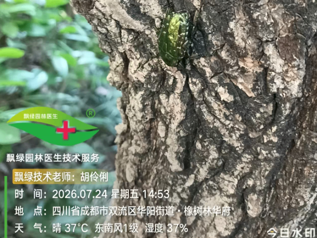 广东榕树杀虫剂