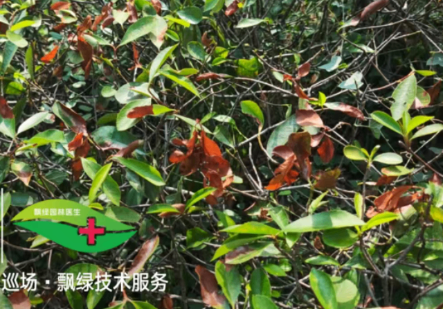 杜鹃杀菌剂