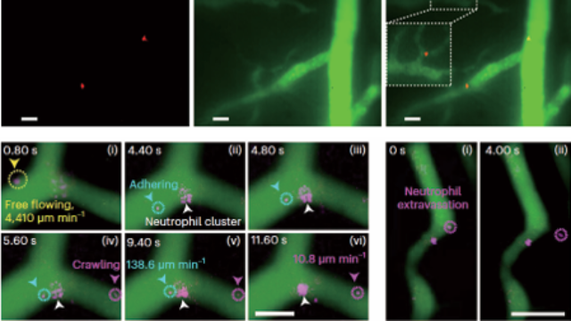 上海數(shù)聯(lián)近紅外二區(qū)顯微成像系統(tǒng)廠家電話 歡迎咨詢 上海數(shù)聯(lián)生物科技供應(yīng)
