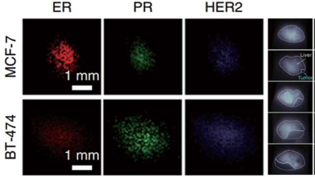 浙江近紅外二區(qū)熒光壽命成像系統(tǒng)比較價(jià)格 貼心服務(wù) 上海數(shù)聯(lián)生物科技供應(yīng)