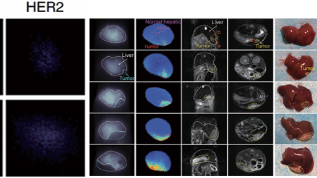 江苏近红外二区荧光寿命成像系统对比 诚信互利 上海数联生物科技供应