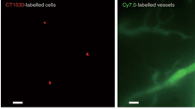 浙江成像系統(tǒng)近紅外二區(qū)顯微成像系統(tǒng)參考價格 來電咨詢 上海數(shù)聯(lián)生物科技供應(yīng)