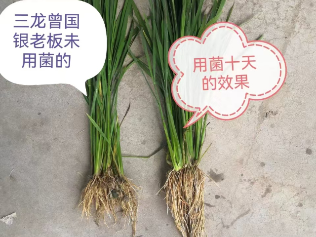 西藏氨基酸葉面肥常用知識 來電咨詢 內蒙古中工鑫景化工供應