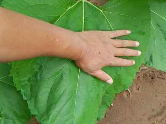 氨基酸葉面肥常見問題 歡迎咨詢 內(nèi)蒙古中工鑫景化工供應(yīng)