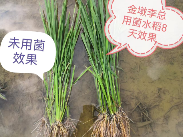 海南常規(guī)農(nóng)作物提質(zhì)增產(chǎn)加工廠 歡迎咨詢 內(nèi)蒙古中工鑫景化工供應(yīng);