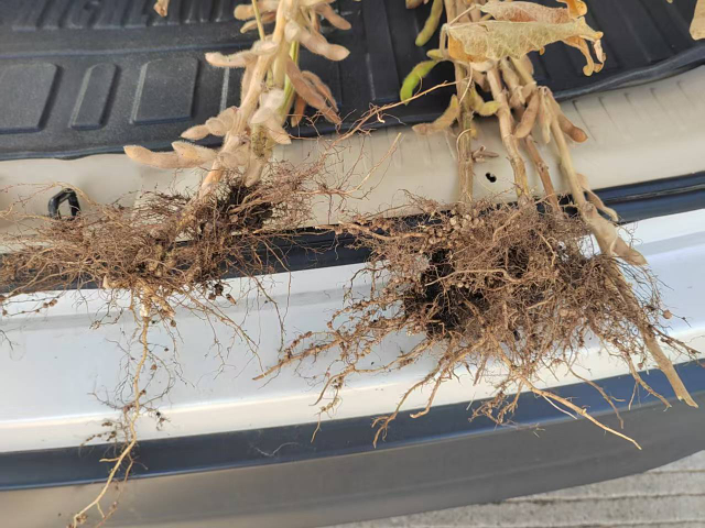 遼寧批發氨基酸水溶肥常用知識 歡迎來電 內蒙古中工鑫景化工供應