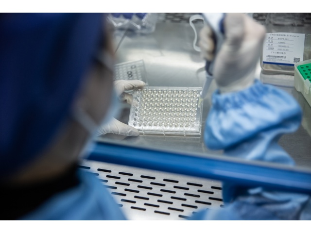 江蘇細(xì)胞培養(yǎng)蛋白廠家聯(lián)系方式 北京科昕生物科技供應(yīng)