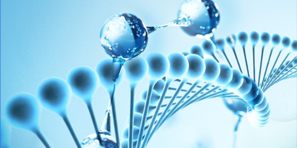 海藻糖對(duì)蛋白的保護(hù)機(jī)理是什么樣的？