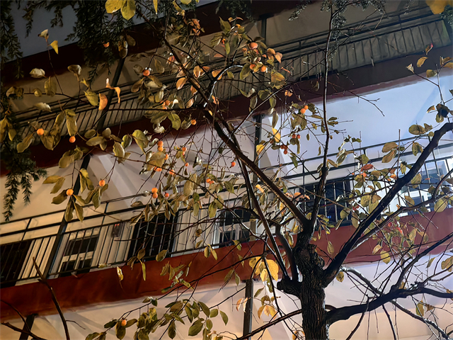 洛陽(yáng)澗西區(qū)私立往屆復(fù)讀個(gè)性化方案 洛陽(yáng)市東明外語(yǔ)實(shí)驗(yàn)學(xué)校供應(yīng)