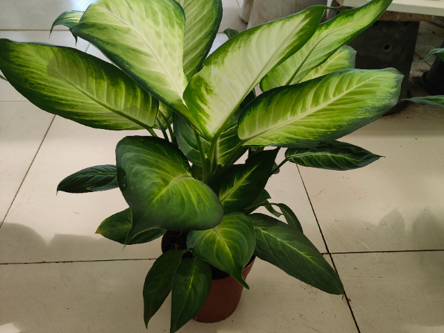 高淳區(qū)盆栽綠植服務(wù)裝飾