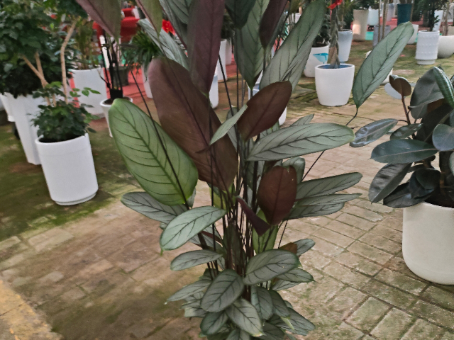 鼓樓區(qū)室內(nèi)綠植服務(wù)租賃 推薦咨詢 江蘇奇卉生態(tài)農(nóng)業(yè)供應(yīng)