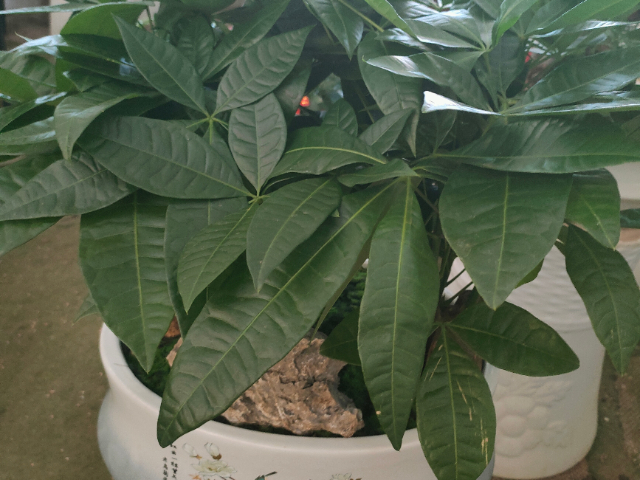 建鄴區批發綠植服務微景觀 江蘇奇卉生態農業供應