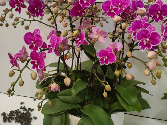 江寧區(qū)冬季花卉服務(wù)裝飾 歡迎來電 江蘇奇卉生態(tài)農(nóng)業(yè)供應(yīng)