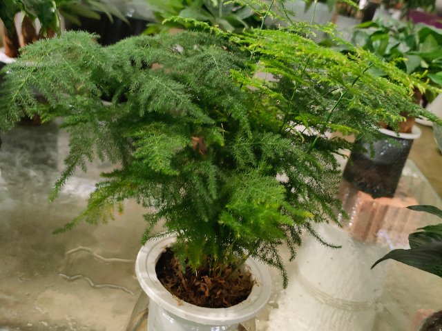南京春季綠植服務(wù)造型樹(shù)