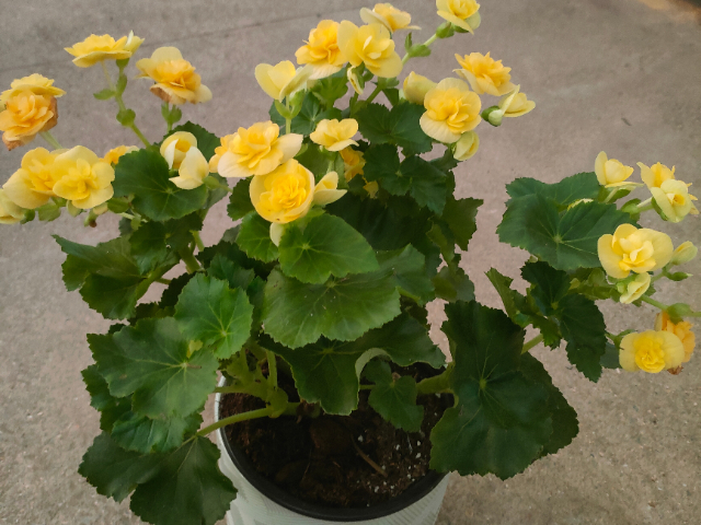 南京春季花卉服務(wù)裝飾 推薦咨詢 江蘇奇卉生態(tài)農(nóng)業(yè)供應(yīng)