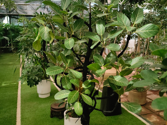 安徽室內(nèi)綠植服務(wù)價(jià)格