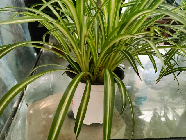 鼓樓區(qū)抗旱綠植服務(wù)觀賞 誠信服務(wù) 江蘇奇卉生態(tài)農(nóng)業(yè)供應(yīng)