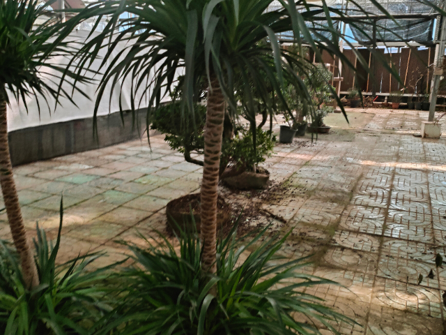 鼓樓區(qū)珍稀綠植服務(wù)哪里有賣的 誠信經(jīng)營(yíng) 江蘇奇卉生態(tài)農(nóng)業(yè)供應(yīng)