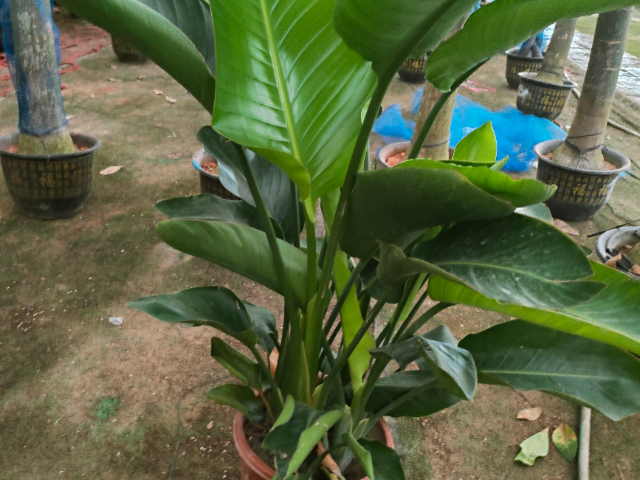 六合區盆栽綠植服務批發價 江蘇奇卉生態農業供應