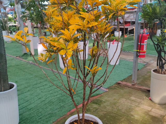 秦淮區(qū)室外綠植服務(wù)哪里有賣的 誠信服務(wù) 江蘇奇卉生態(tài)農(nóng)業(yè)供應(yīng)