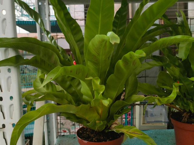 六合區本地綠植服務裝飾