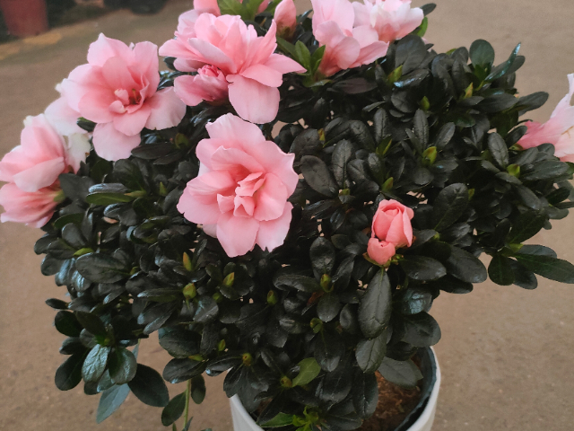 鎮(zhèn)江珍稀花卉服務(wù)裝飾