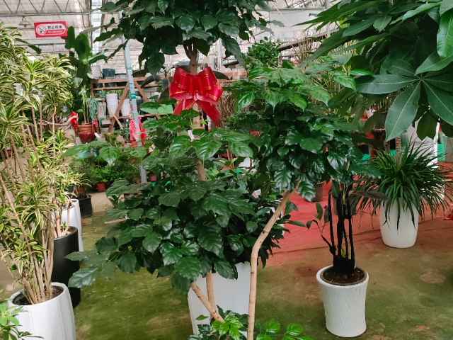 南京展廳綠植服務價格