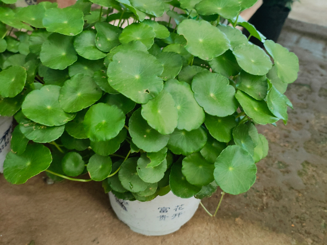 高淳區(qū)珍稀綠植服務哪里有賣的 推薦咨詢 江蘇奇卉生態(tài)農業(yè)供應