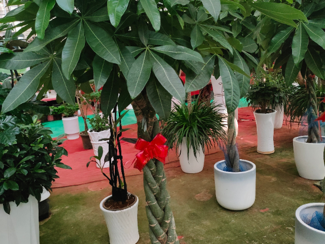 蕪湖綠植服務(wù)租賃