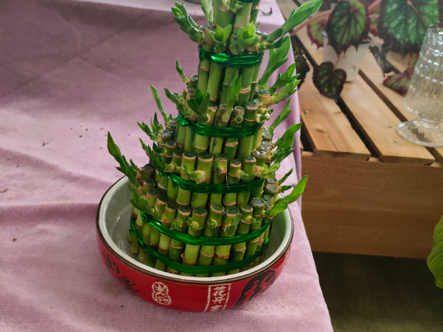 泗陽室內綠植服務租賃