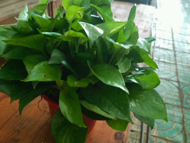 江都區耐寒綠植服務觀賞