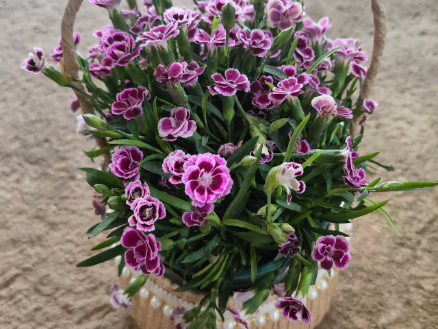 鼓樓區(qū)盆栽花卉服務(wù)裝飾 江蘇奇卉生態(tài)農(nóng)業(yè)供應(yīng);