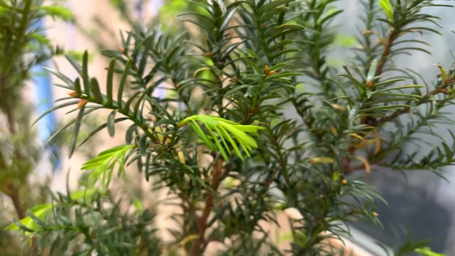 安徽无臭氧负离子系列产品技术支持