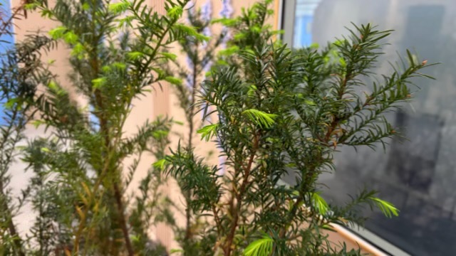 凈養(yǎng)負(fù)離子系列產(chǎn)品使用壽命 時(shí)珍智能醫(yī)療設(shè)備供應(yīng);