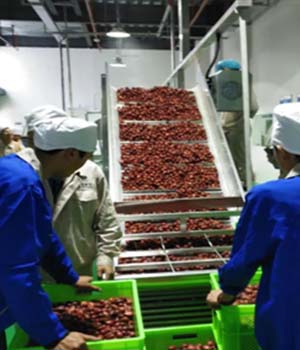 咖啡冻干新突破：仨得科技助力高原农产品智能加工变革