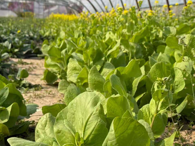 怎樣葉菜組成