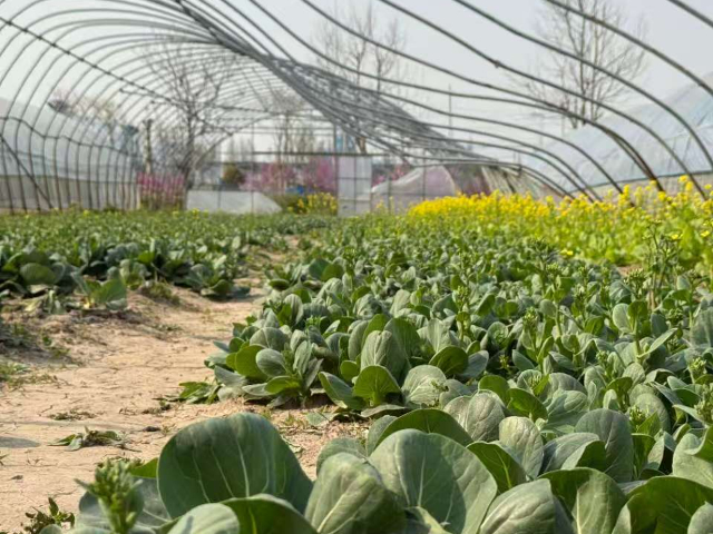 上海春季叶菜价格多少,叶菜