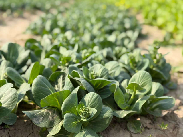 上海大自然叶菜性价比,叶菜