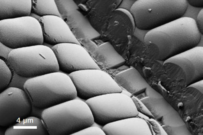 浙江PCB化鎳金掃描電子顯微鏡價格 蘇州匯芯技術(shù)供應(yīng)