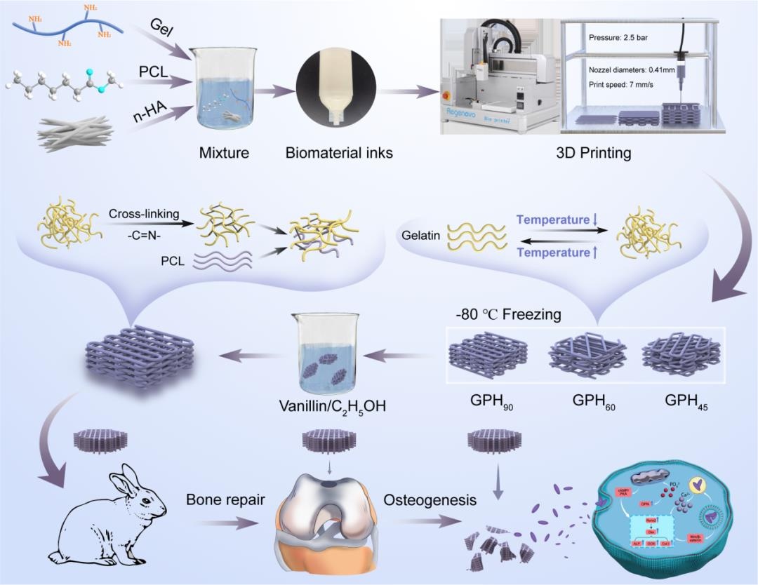 學(xué)術(shù)分享丨四川大學(xué)鄒琴副研究員、李玉寶教授：聚己內(nèi)酯增強(qiáng)明膠/納米羥基磷灰石復(fù)合生物材料墨水在擠出式3D打印骨支架中的潛在應(yīng)用