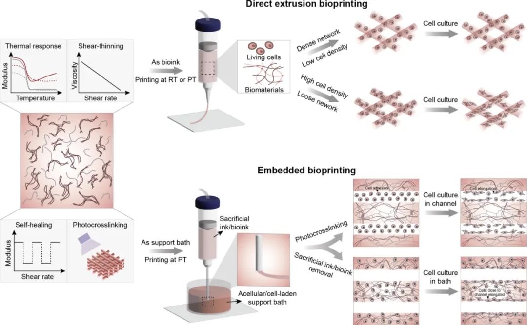 學(xué)術(shù)分享 I 南洋理工大學(xué)研究團(tuán)隊(duì)《Materials Today》：用于生理溫度下的直接和嵌入式 3D 生物打印的雙交聯(lián)生物墨水