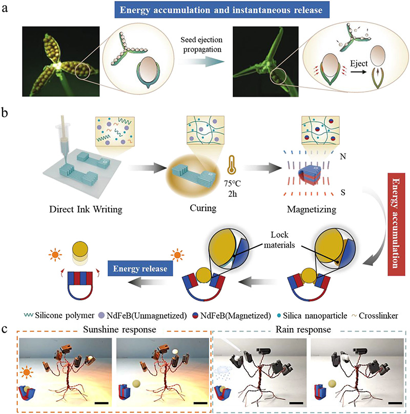 學(xué)術(shù)分享 I 關(guān)于利用DIW直寫3D打印機(jī)進(jìn)行仿生磁能驅(qū)動(dòng)器的研究