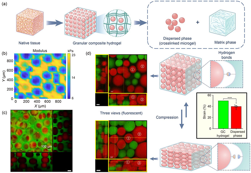學(xué)術(shù)分享 I 受天然組織啟發(fā)的顆粒復(fù)合水凝膠的力學(xué)調(diào)控與生物3D打印