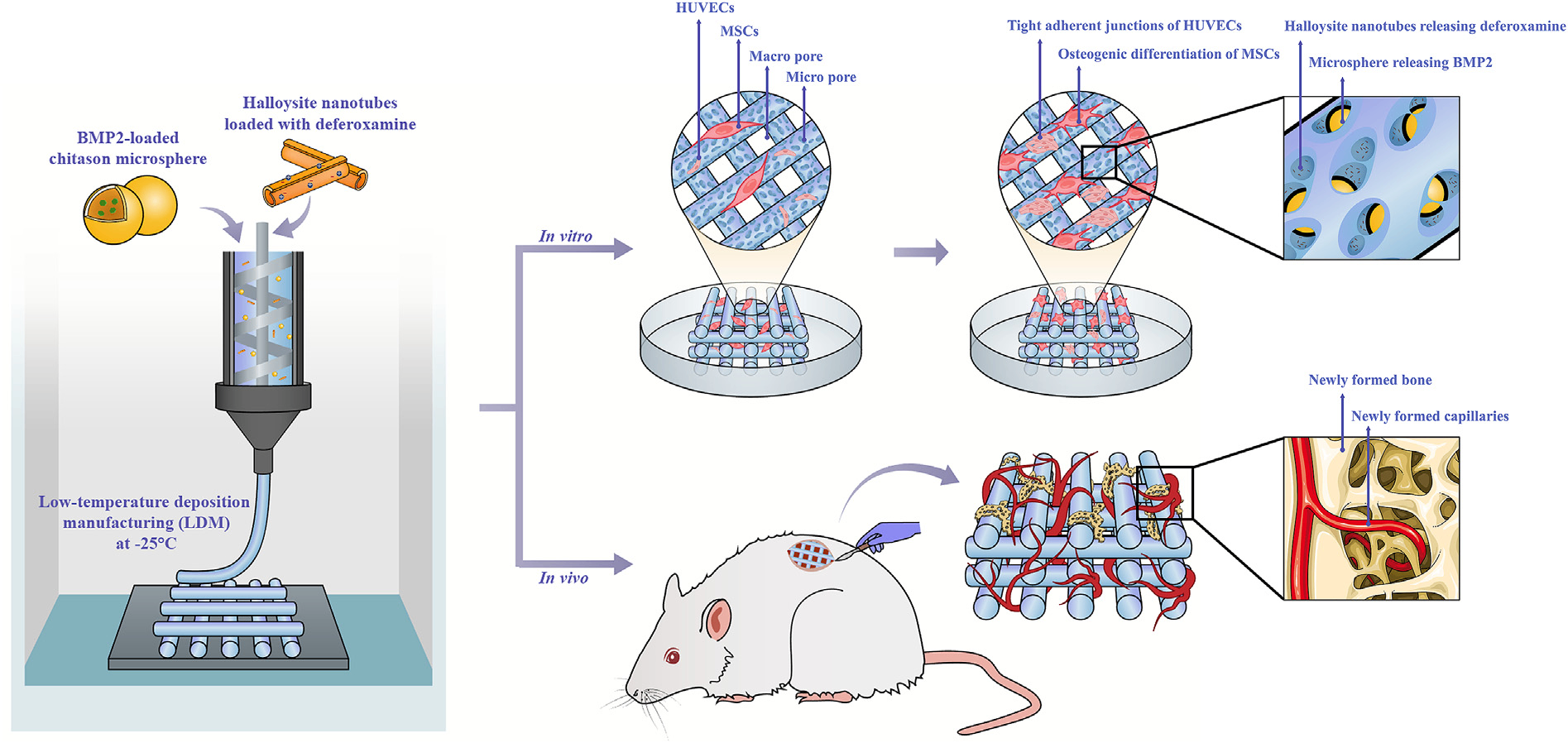 學(xué)術(shù)分享 I 3D打印支架負(fù)載埃洛石納米管，構(gòu)建序貫釋藥體系，協(xié)同促血管化與成骨修復(fù)。