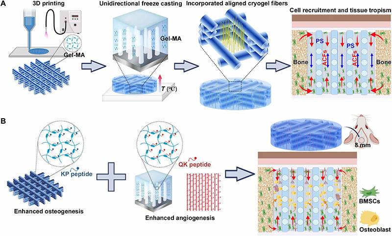 學(xué)術(shù)分享 I 關(guān)于3D打印定向冷凍凝膠纖維復(fù)合支架促進(jìn)骨再生的研究